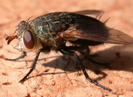 Archytas sp.